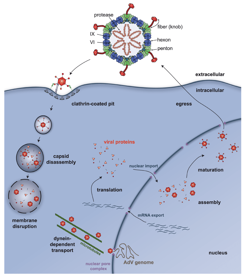 An Introduction to Adenovirus